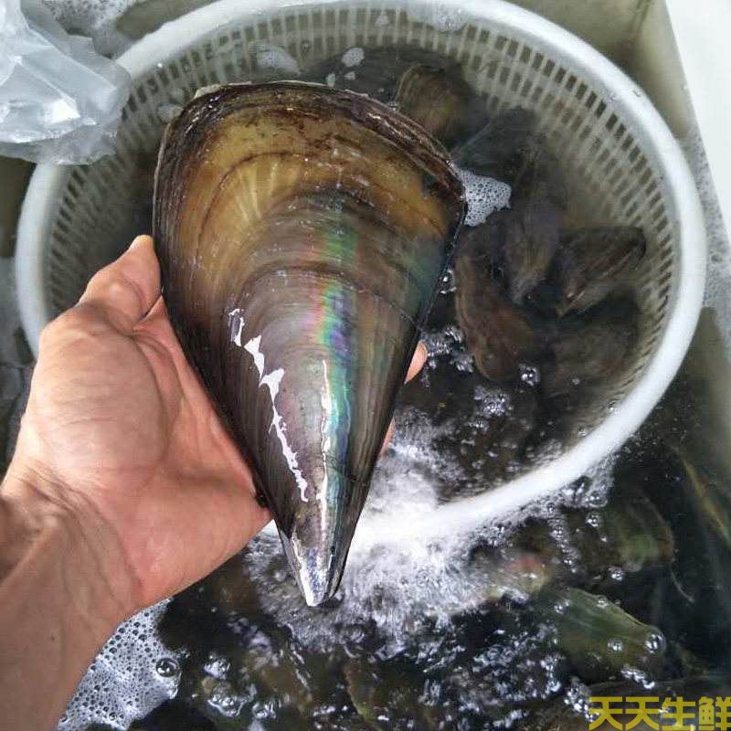 廣州送菜公司分享：常見的海鮮貝類有哪些？(圖8)