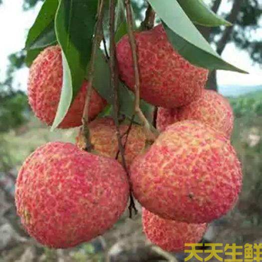 荔枝的品種有哪些？廣州蔬菜配送公司科普(圖5)