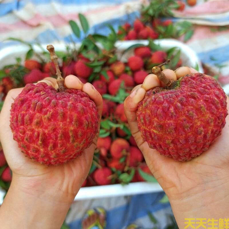 荔枝的品種有哪些？廣州蔬菜配送公司科普(圖6)