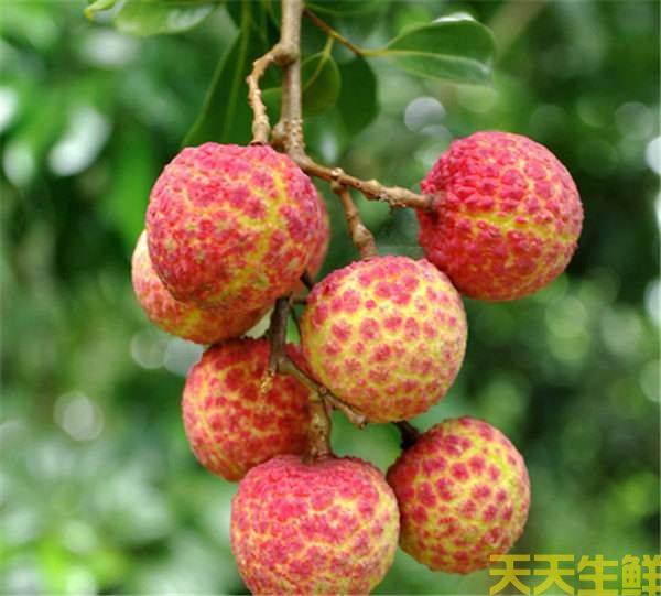 荔枝的品種有哪些？廣州蔬菜配送公司科普(圖8)