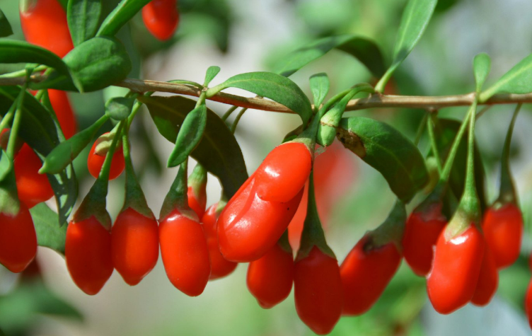 養(yǎng)生枸杞變“毒枸杞”傷了多少人的心(圖2)